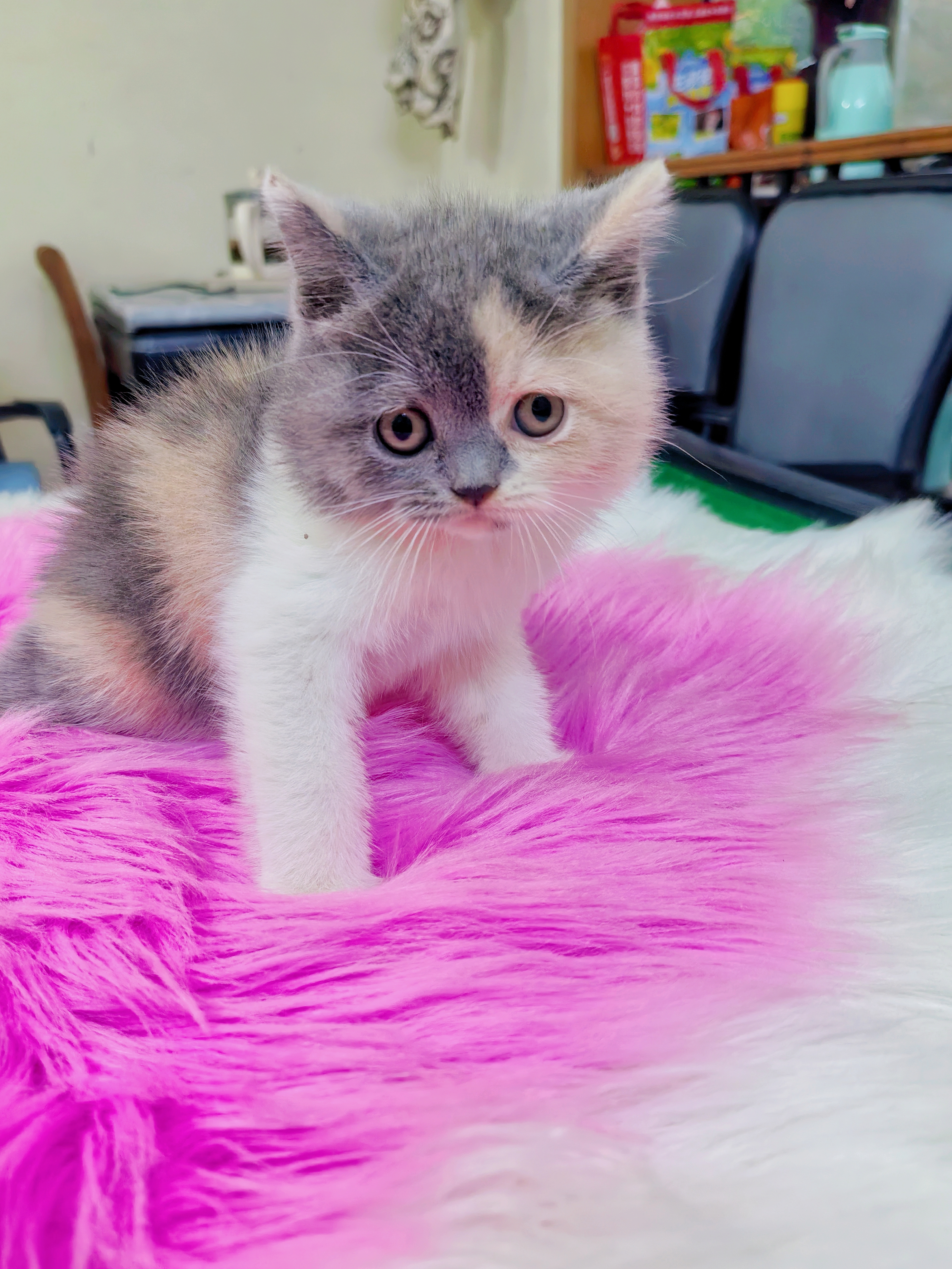 英国短毛猫